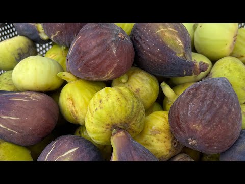 Видео: Сушка ИНЖИРА целиком в электросушилке, натуральным способом