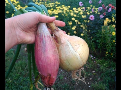 Видео: Лук Эксибишен и Шаман результат.