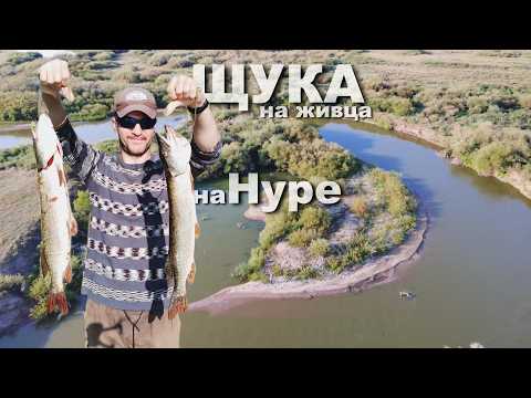 Видео: ЩУКА на Нуре на живца снова радует. ЖОР продолжается + виды с дрона.#рыбалка  #щука #нура