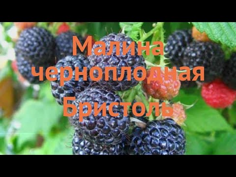 Видео: Малина черная Бристоль.Обзор. #малиначерная,#малиначернаяБристоль.#малинавсаду,#малиначерноплодная.