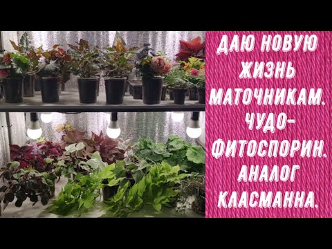 Видео: НОВАЯ ЖИЗНЬ МАТОЧНИКОВ. ЧУДО-ФИТОСПОРИН. КУПИЛА АНАЛОГ КЛАСМАННА.