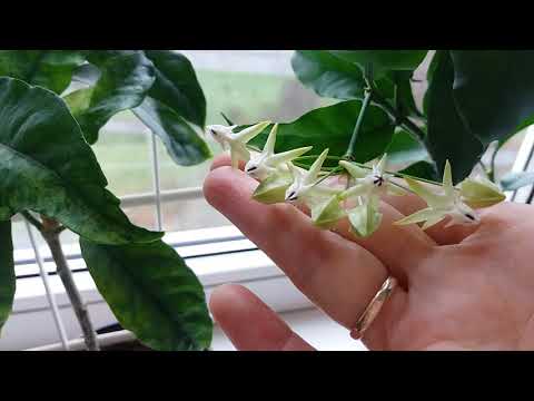 Видео: Мультифлора хойя. Кустовая форма хойи