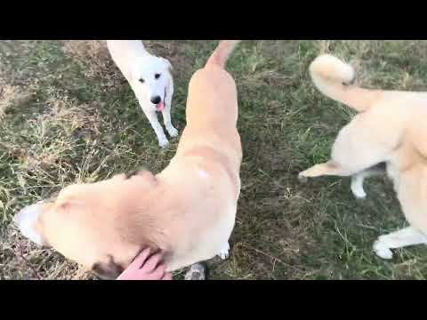 Видео: Наше секретное оружие против хищников: армянский гампр