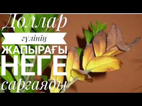 Видео: Доллар гүлінің жапырағының сарғаю себептері.      #үйгүлдері #гүл #долларгүлі#замиякулькас