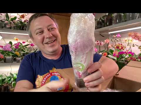 Видео: ПОЛЕЗНОСТЬ для орхидей МОЁ открытие 2021 года лучшее средство для роста и цветения орхидей