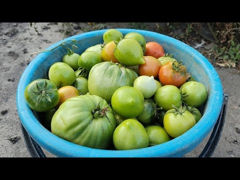 Видео: МАЛИННИК ПОЧИСТИЛА, ПОМіДОРИ ЗіБРАЛА!