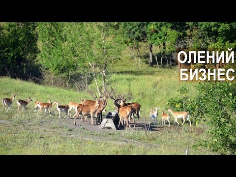 Видео: Спиваков А.А. Где бизнес в оленеводстве?