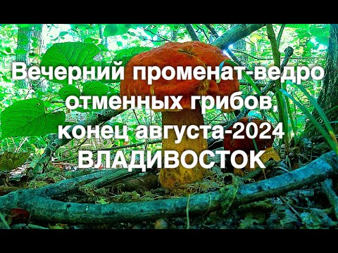Видео: вечерком прошел по лесу, не пожалел, грибов корзина