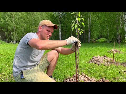 Видео: ПОСЛЕДНИЕ ПОДГОТОВКИ ПЕРЕД СТРОЙКОЙ! САД УЖЕ НЕ БУДЕТ ПРЕЖНИМ...