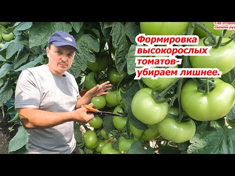 Видео: Формировка куста высокорослого томата на увеличение урожая. Что удалить.