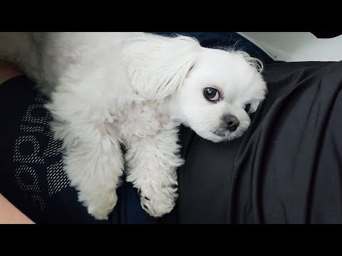 Видео: Щенок-эгё, который жалуется, когда ему трудно.