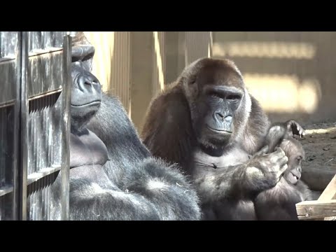 Видео: Горилла⭐️Генки смотрит на Момотаро и просит его помочь защитить Кинтаро от Гентаро. 【Момотаро】