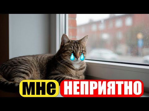 Видео: 14 Самых главных ошибок, которые вы совершаете с кошками, Смотри До Конца!