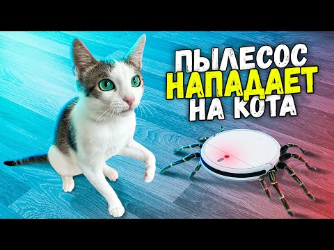 Видео: 100 часов с котом «Немишкой» из прошлого выпуска. Робот-пылесос нападает на «Немишку» / SANI vlog