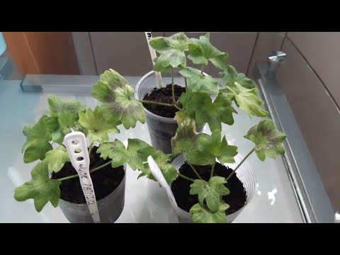 Видео: Черенкую пеларгонию летом. Как добиться успеха в укоренении.