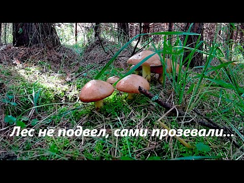 Видео: Сбор грибов! Как мы прозевали маслята!🤷🍄