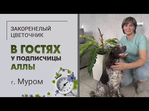 Видео: В гостях у Аллы, г. Муром. Филодендроны, антуриумы, аглаонемы, русский спаниэль и просто красота.