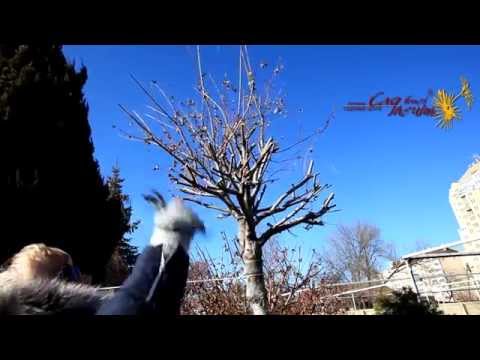 Видео: Обрезка ивы цельнолистной 'Хакуро-Нишики'