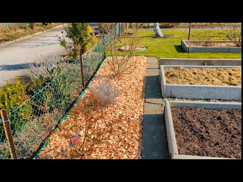 Видео: #166 🇩🇪 Как быстро избавиться от сорняков методом мульчирования древесной щепой🏡 #ЖИЗНЬ ЗА РУБЕЖОМ