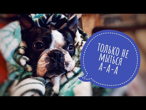 Видео: Собака принимает душ/Плановое купание Бостон-терьера Яру