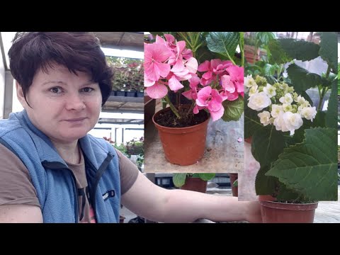 Видео: Гортензия (MF) весной. Обрезка. Черенки.