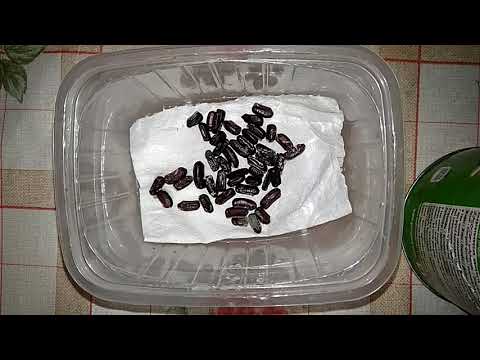 Видео: Инкубатор для оттек(яиц) туркменского таракана. Краткая инструкция, которая действительно работает!)