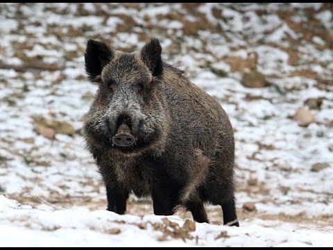 Видео: Іле-Алатауы жабайы қабан аң аулау