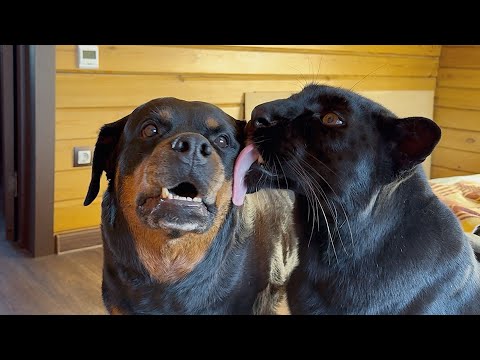 Видео: Возвращаем активные игры с пантерой Луной ☺️