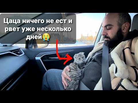 Видео: Я не хочу потерять Цацу😔. Сбили собаку и скрылись с места, отказали лапы?🤯