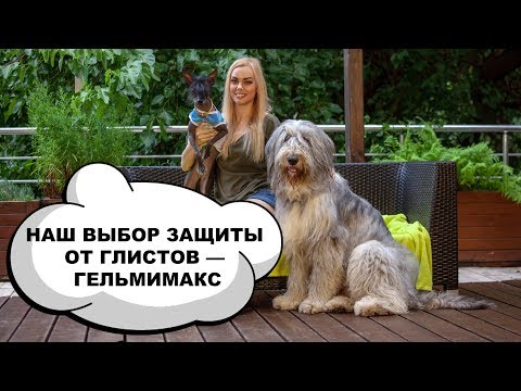 Видео: ТАБЛЕТКИ ОТ ГЛИСТОВ ГЕЛЬМИМАКС. ГЛИСТЫ. ДИРОФИЛЯРИОЗ. ДЖИПА