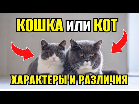 Видео: КОШКА ИЛИ КОТ — КОГО ВЫБРАТЬ Главные отличия, о которых никто не говорит