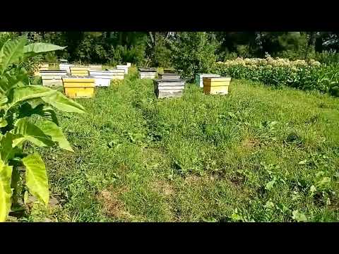 Видео: 11 августа, заготовка.