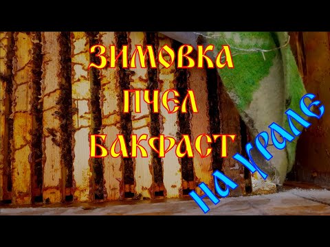 Видео: Пчелы бакфаст зимой