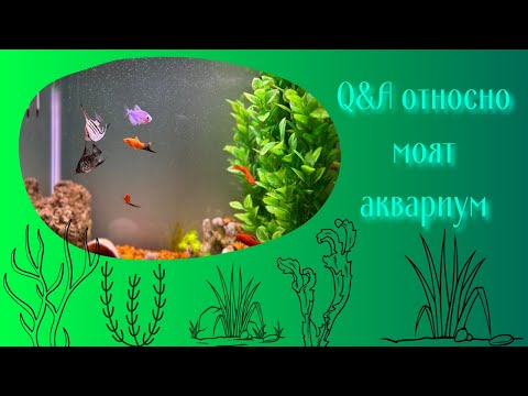 Видео: Q&A относно моят аквариум