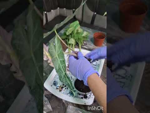 Видео: 9 августа 2025 г.N°- 118. АЛОКАЗИЯ ПОЛЛИ МИНТ