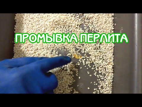 Видео: Промывка перлита | Советы по уходу за фиалками #14 | Мои фиалки