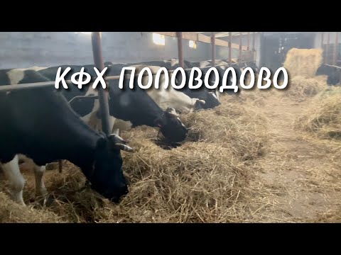 Видео: ПАПИЛЛОМЫ НА ВЫМЕНИ, НАШИ УДОИ И ФЕРМЕРСКИЕ МОМЕНТЫ