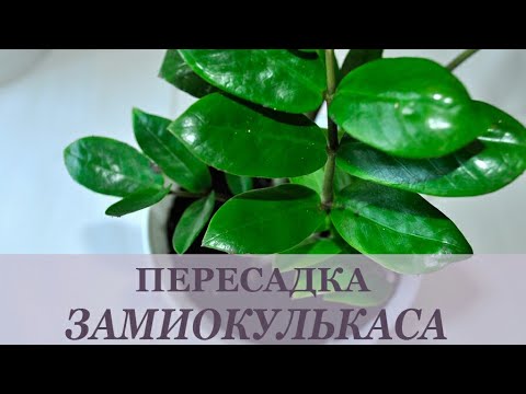 Видео: Пересадка замиокулькаса!