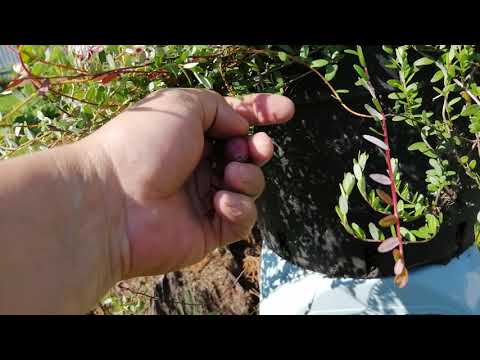 Видео: Клюква в небольшом объёме, 3 литра как с куста!!!