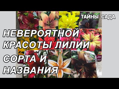 Видео: Азиатские лилии.Сорта лилий с названиями. Виды лилий. Обзор лилий. Шикарные лилии для моего сада!
