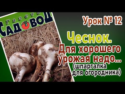 Видео: ЧЕСНОК. Для хорошего урожая надо...    УРОК №12