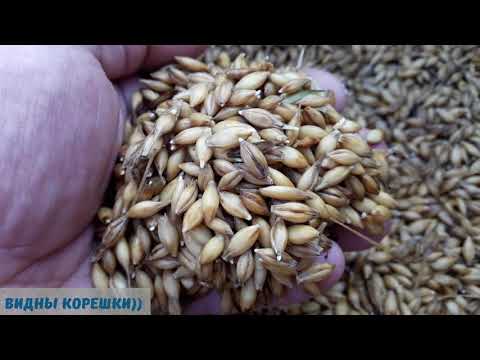 Видео: Дистиллят из ячменного солода