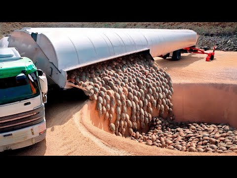 Видео: Они Бросили Сотни Черепах в Пустыню Сахару и Ушли на 2 Года — Результат Был Невероятным