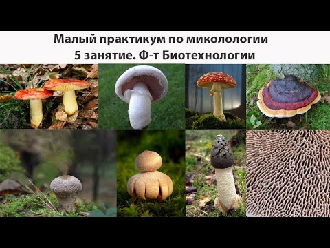 Видео: Малый практикум по микологии. Ф-т биотехнологии (5 занятие). Ф-т Биоинженерии (6 занятие)