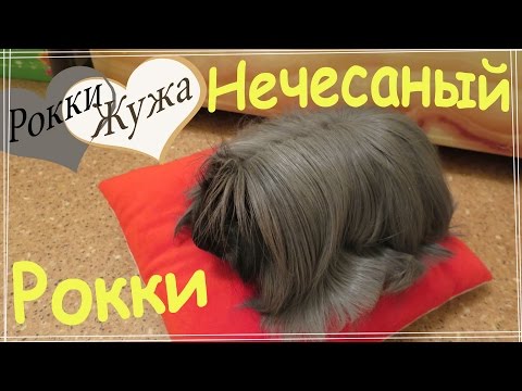 Видео: Нечесаный Рокки. Уход за длинношерстной морской свинкой. Long-haired guinea pig.