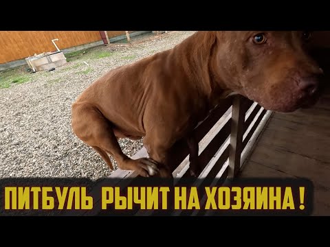 Видео: Питбуль против хозяина! Это страшно !!! Почему так произошло!?? Нападение питбуля на хозяина
