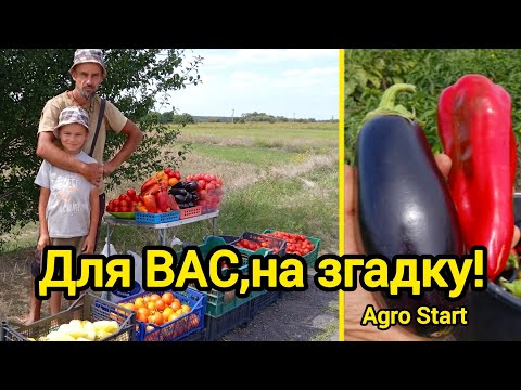 Видео: Огляд томатів на яких можна заробити!