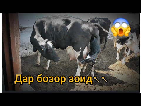 Видео: Панҷшанбе бозори н Ёвон нархи гову мол арзон шидай 10 июл 2025 #ёвон 