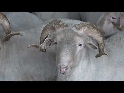 Видео: Вай боахам  171025 автор Холохоева Пятимат