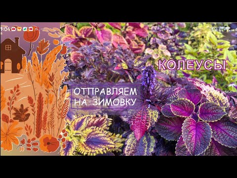 Видео: ☘️💛🩷💚💜 #колеусы ❄️зимовка❄️☘️ дома #растения #цветыдлядома #coleus